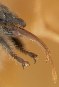 Rüssel und Tarsen der Honigbiene